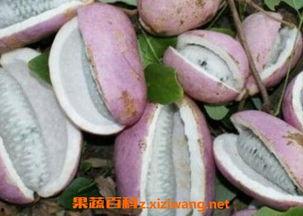 天天吃八月瓜好不好呢视频,天天享用，健康生活新选择