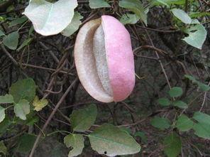 天天吃八月瓜好不好呢视频,天天享用，健康生活新选择