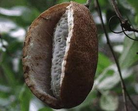 天天吃八月瓜好不好呢视频,天天享用，健康生活新选择