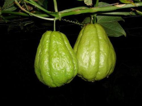 儿子吃佛手瓜好吗视频,儿子品尝后的真实体验分享