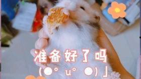 豚豚35秒落水吃瓜视频,萌态十足35秒引网友爆笑