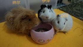 豚豚35秒落水吃瓜视频,萌态十足35秒引网友爆笑