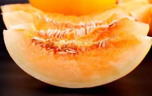 金丝鼠可以吃蜜瓜吗视频,美味还是禁忌？