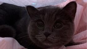 猫咪喜欢吃瓜种子吗视频,它们真的爱吃瓜种子吗？