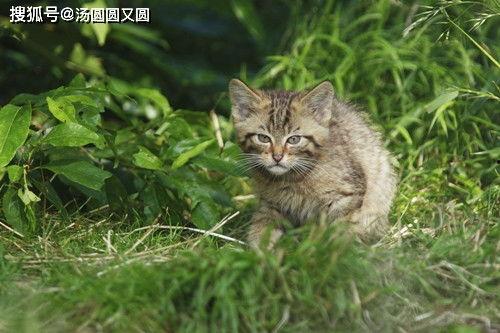 猫咪喜欢吃瓜种子吗视频,它们真的爱吃瓜种子吗？