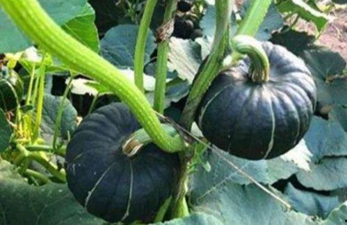 小瓜吃长长的东西视频,趣味横生！