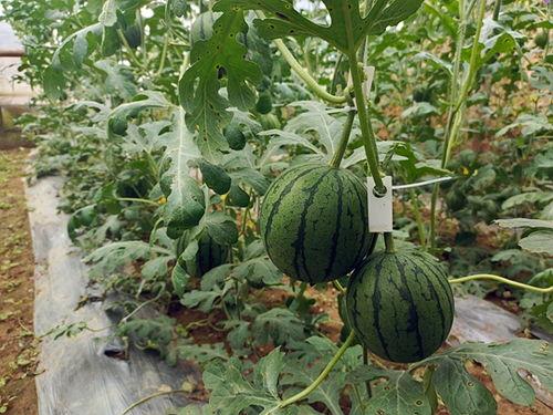 小瓜吃长长的东西视频,趣味横生！