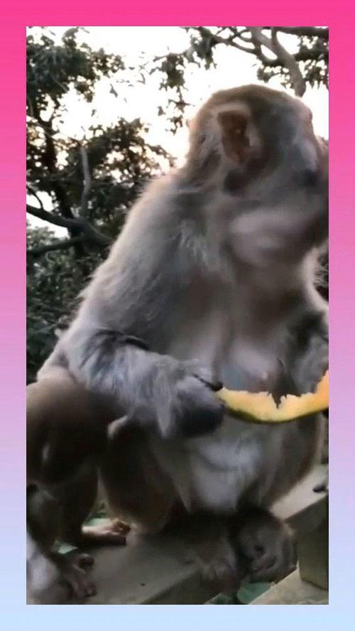猴子吃瓜撑嘴视频播放,网络视频播放量飙升
