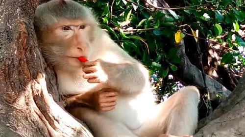 猴子吃瓜撑嘴视频播放,网络视频播放量飙升