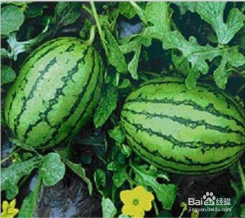 疫情福建人吃瓜视频,趣味横生的防疫生活剪影