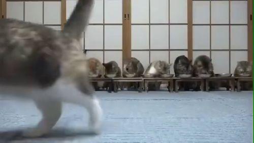 大羊吃瓜视频在线观看,揭秘热门视频背后的趣味故事