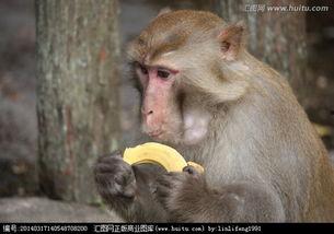 猴子吃生瓜中毒视频,警示生食瓜果风险