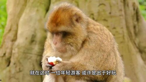 猴子吃生瓜中毒视频,警示生食瓜果风险
