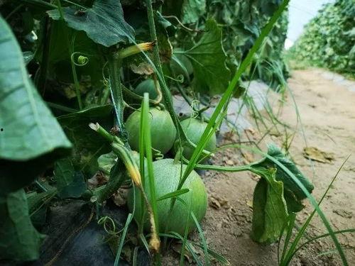 山西人吃瓜视频,一瓜一世界，尽在吃瓜视频