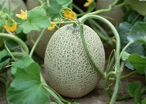 吃哈密瓜的视频大全集,视频大全集带你领略瓜香四溢的甜蜜之旅