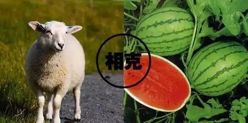 羊吃瓜的视频大全,视频大全趣味集锦