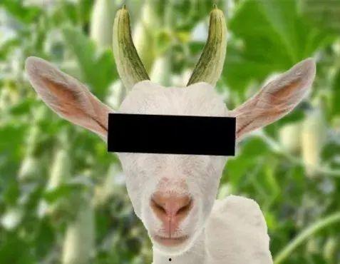 羊吃瓜的视频大全,视频大全趣味集锦