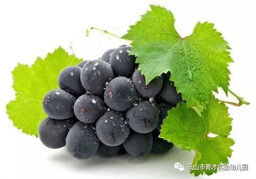 幼儿园吃葡萄哈密瓜视频,宝贝们品尝葡萄与哈密瓜的甜蜜瞬间