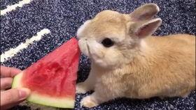 兔子们吃瓜的视频,欢乐时光瞬间捕捉