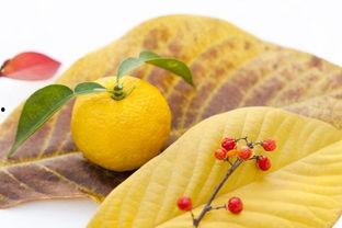 柚子吃瓜视频,揭秘娱乐圈幕后故事