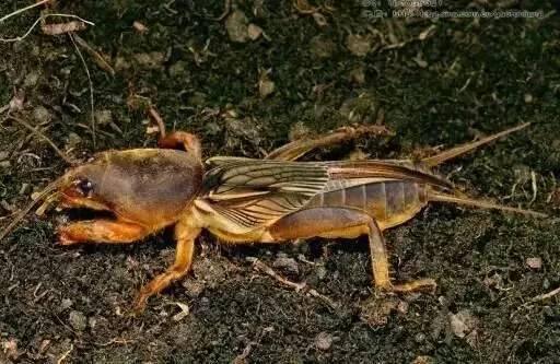 蟋蟀会吃洋瓜吗图片视频,一场奇妙的昆虫美食之旅