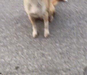 幼犬可吃方瓜吗视频大全,方瓜的适宜性与美味搭配