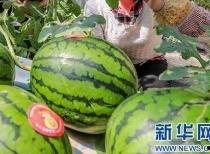 文安吃瓜发布视频,揭秘网络热点背后的故事