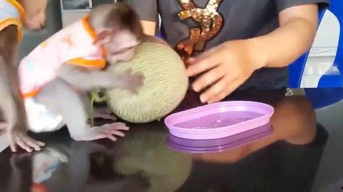 小猴吃哈密瓜视频,萌态十足引网友热议