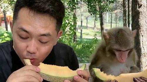 小猴吃哈密瓜视频,萌态十足引网友热议