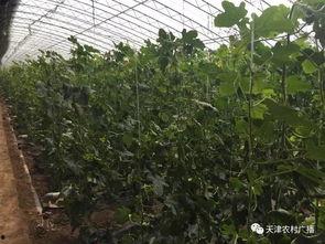 天津静海吃瓜视频,一场网络热议的幕后揭秘