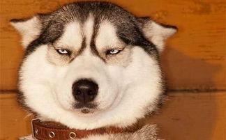 狗头吃瓜素材视频下载大全,欢乐瞬间，萌态百出