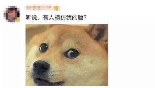 狗头吃瓜素材视频下载大全,欢乐瞬间，萌态百出