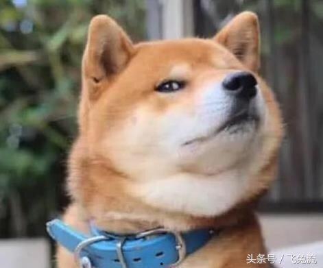 狗头吃瓜素材视频下载大全,欢乐瞬间，萌态百出