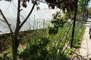 云门山植物园吃瓜事件视频,一场引发热议的公共道德风波