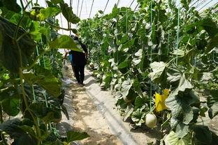 云门山植物园吃瓜事件视频,一场引发热议的公共道德风波