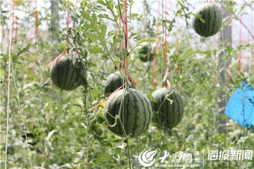 云门山植物园吃瓜事件视频,一场引发热议的公共道德风波