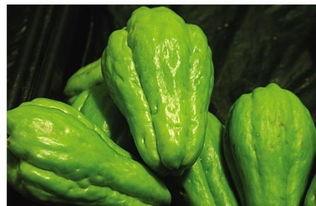 蝈蝈吃佛手瓜好吗视频,蝈蝈食用佛手瓜的适宜性探讨