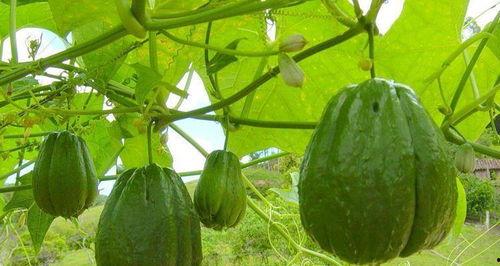 蝈蝈吃佛手瓜好吗视频,蝈蝈食用佛手瓜的适宜性探讨