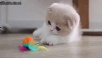 胖达吃瓜视频在线观看,笑料横生，在线观看欢乐无限