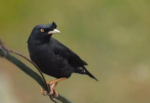 吃瓜少女八哥视频,一场网络红人的狂欢盛宴