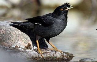 吃瓜少女八哥视频,一场网络红人的狂欢盛宴