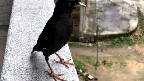 吃瓜少女八哥视频,一场网络红人的狂欢盛宴