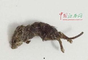 老鼠吃瓜素材视频大全,趣味横生的老鼠吃瓜瞬间集锦