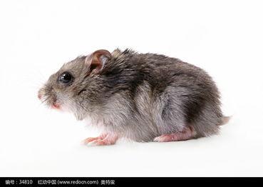 老鼠吃瓜素材视频大全,趣味横生的老鼠吃瓜瞬间集锦