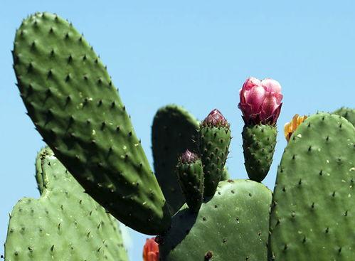 大瓜吃仙人掌视频,勇气与美味的碰撞