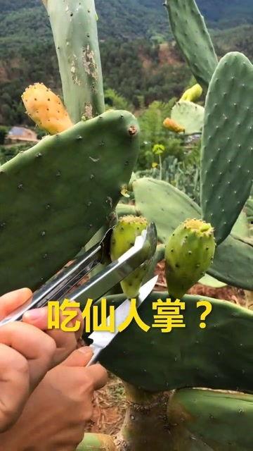大瓜吃仙人掌视频,勇气与美味的碰撞