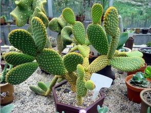 大瓜吃仙人掌视频,勇气与美味的碰撞