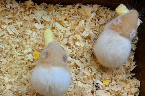 甜面瓜仓鼠可以吃吗视频,视频揭秘