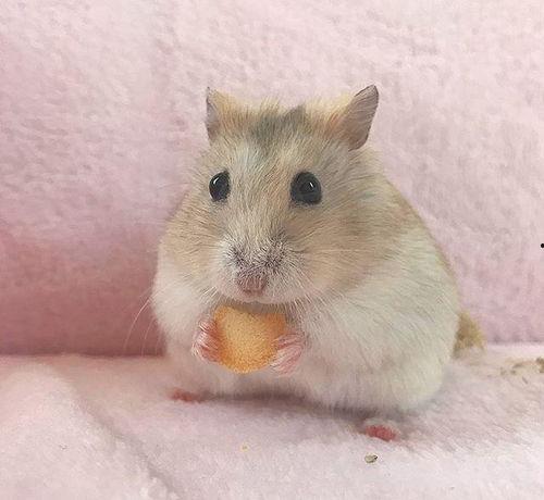 甜面瓜仓鼠可以吃吗视频,视频揭秘