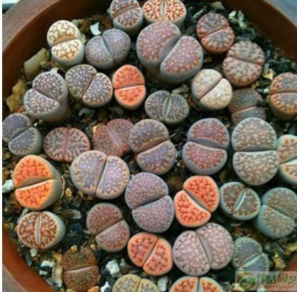 石瓜菜怎么吃最好吃视频,视频教你家常做法